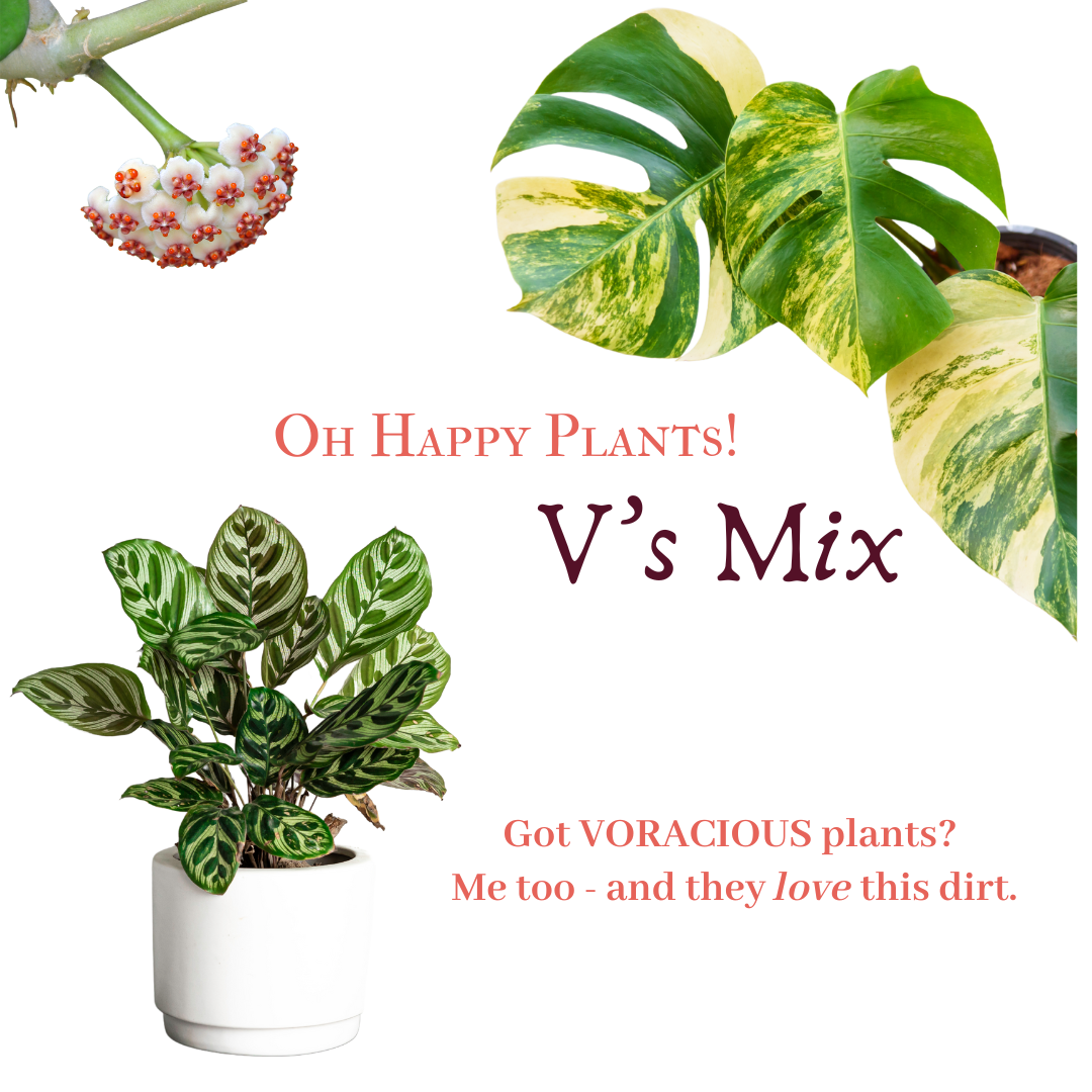 V's Mix – Oh Happy Plants!