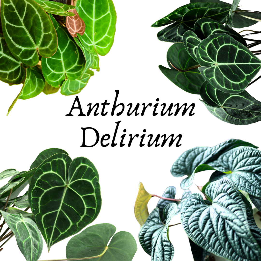 anthurium delicia Anthurium Delirium