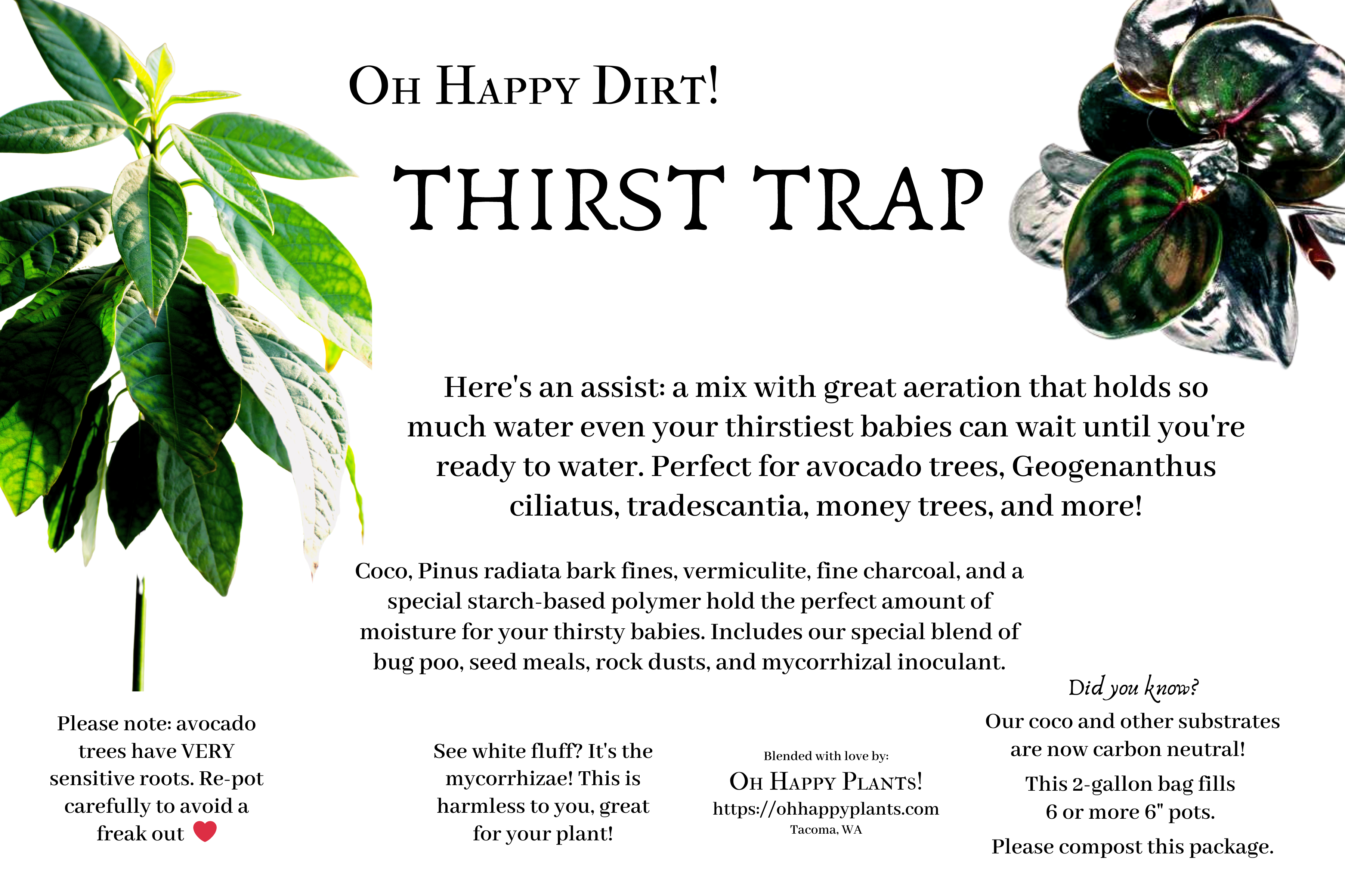 money tree tacoma hours THIRST TRAP – Oh Happy Plants!