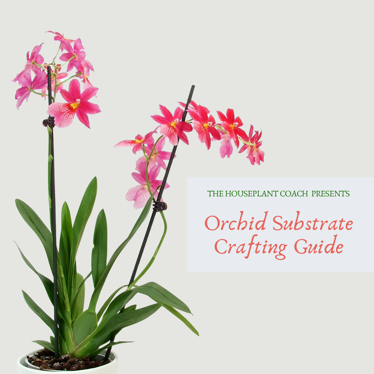 house plant orchid Orchid Substrate Crafting Guide – Oh Happy Plants!