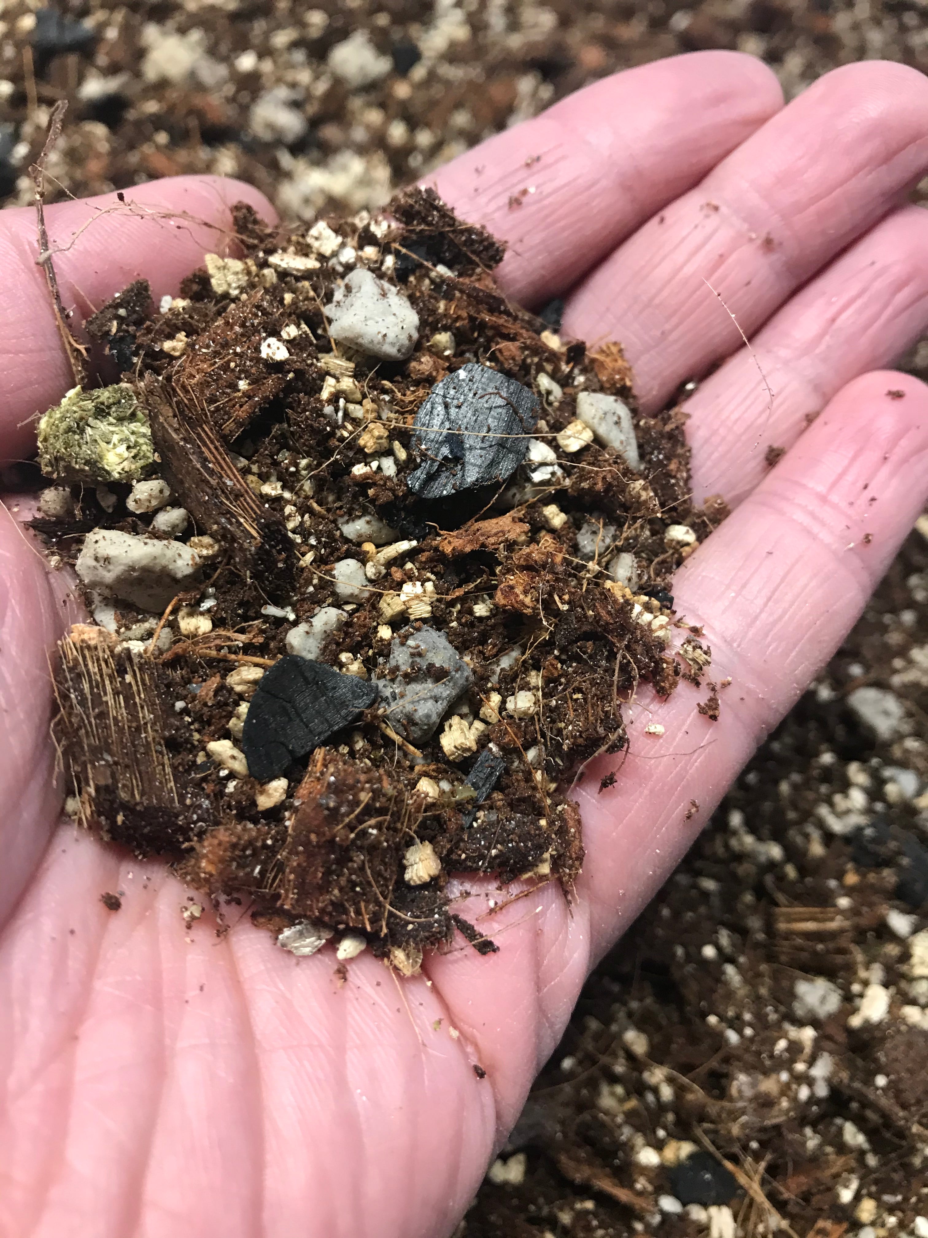 succulent dirt mix Tropical Succulent