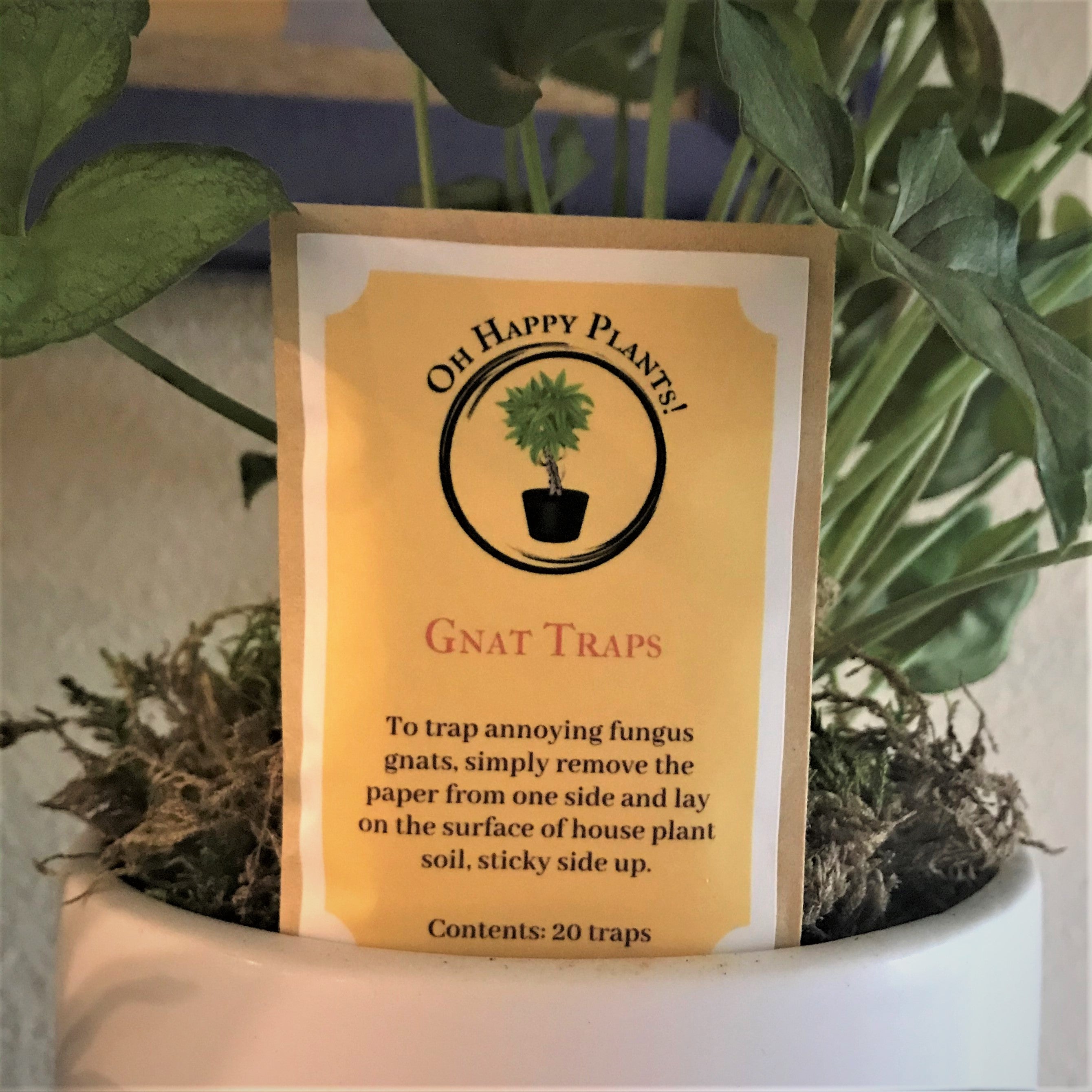 gnats potted plants Fungus gnat traps – Oh Happy Plants!
