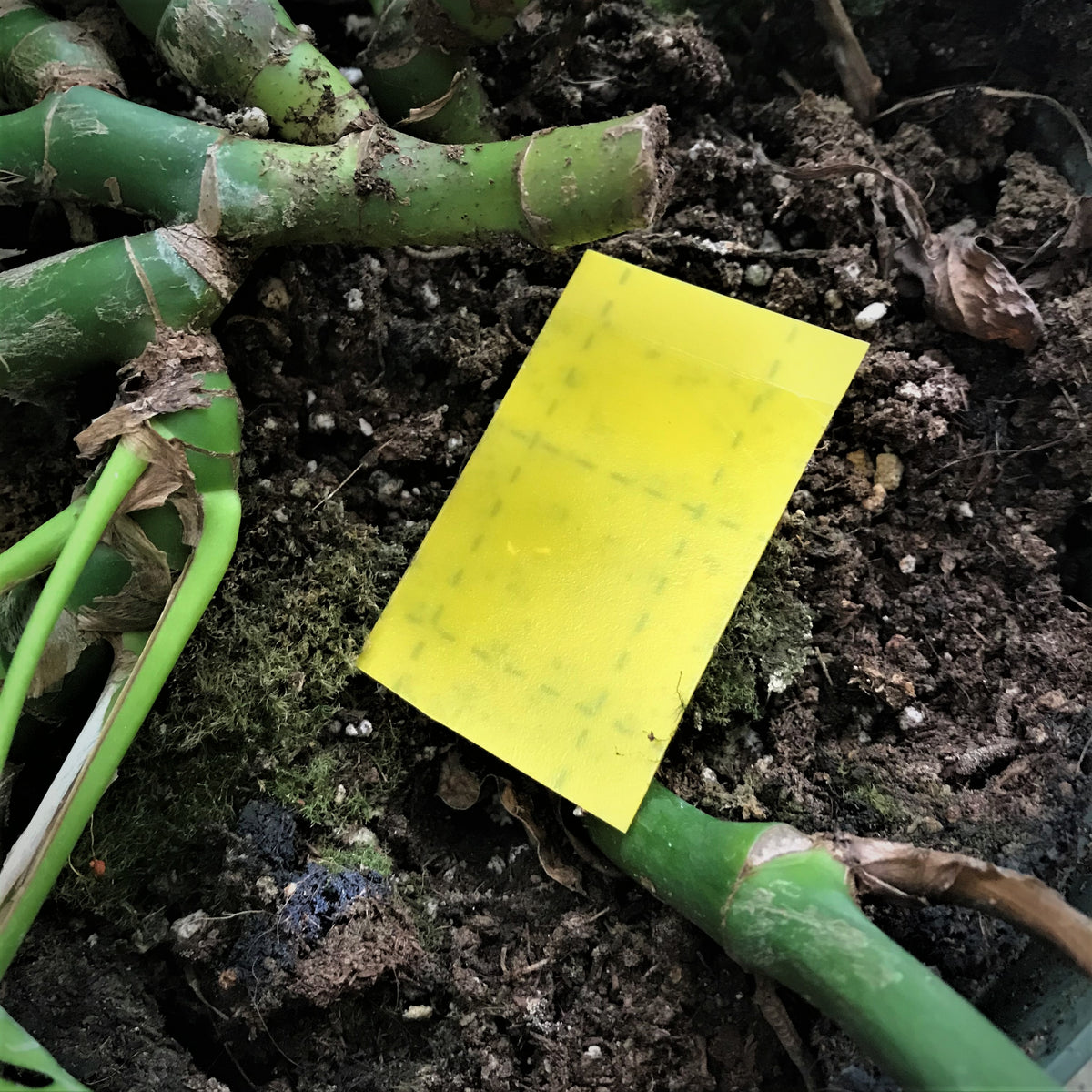 Fungus gnat traps – Oh Happy Plants!