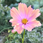 A single apricot cosmos flower in full bloom with yellow stamen, photographed outdoors against a soft green blurred background.