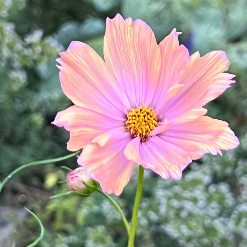 A single apricot cosmos flower in full bloom with yellow stamen, photographed outdoors against a soft green blurred background.