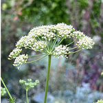 White umbel flower of parsley
