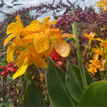 An orange-speckled yellow canna flower with purple orach seed sprays and red cannas in the background.