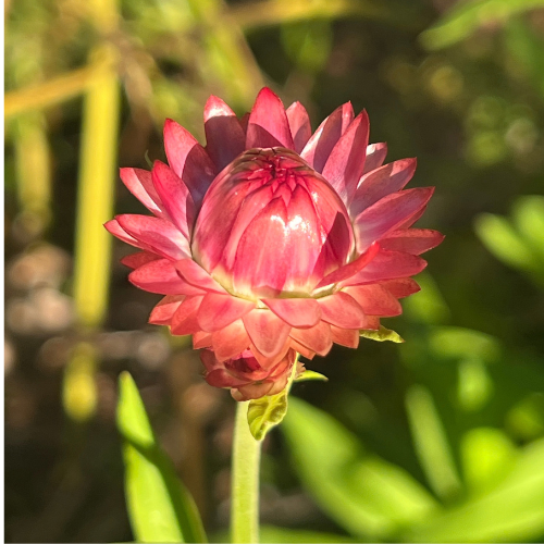 A close-up of a pink strawflower with layered petals and a green stem, set against a blurred green natural background.