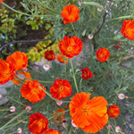 Vibrant 'Mikado' California poppy flowers with green foliage growing in a garden.