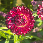 A close-up of a deep magenta-pink strawflower with layered petals and a yellow ring near the center, set against a blurred green garden background.