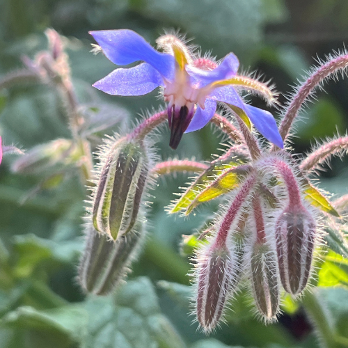 Close-up of a borage flower with a blue bloom and many fuzzy green young flowers against a blurred green garden background.