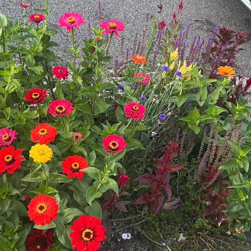 A dense cluster of colorful flowers, including bright red, pink, yellow, and orange zinnias, mixed celosia, purple salvia, and mixed bachelors buttons mixed with green and burgundy foliage, growing outdoors on a gravel surface.