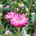 A close-up of a bright pink strawflower in full bloom, surrounded by green foliage and blurred pink flowers in the background.