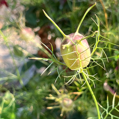 A close-up of a Nigella damascena seedpod: a round pale green seed pod surrounded by delicate feathery green and pink stems and leaves, photographed outdoors with a blurred natural background.