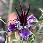 A close-up of a purple and white Nigella flower with dark burgundy stamens and green foliage against a blurred natural background.