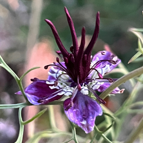 A close-up of a purple and white Nigella flower with dark burgundy stamens and green foliage against a blurred natural background.