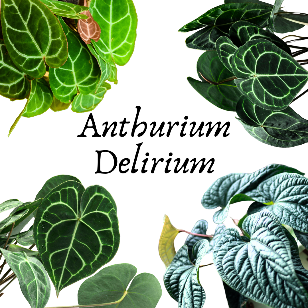 Anthurium Delirium