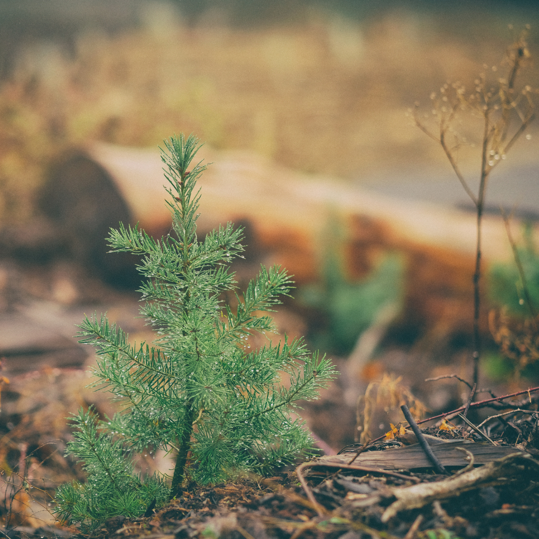 Tree to be Planted
