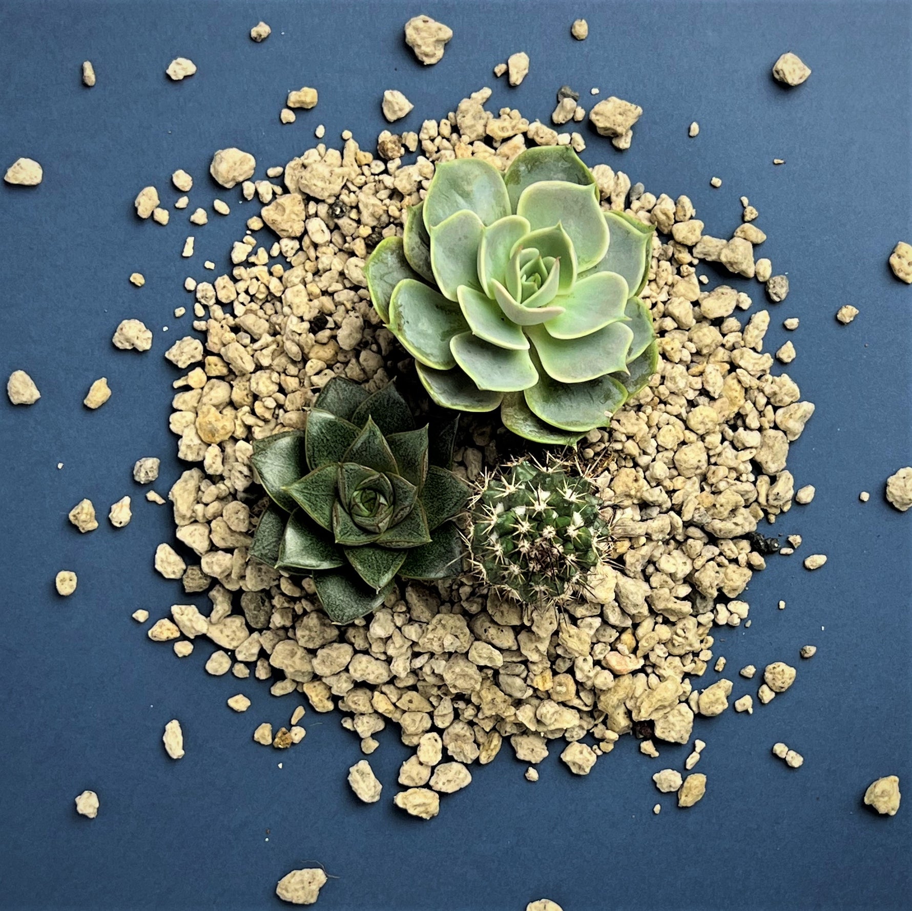 where to buy pumice for succulents Pumice
