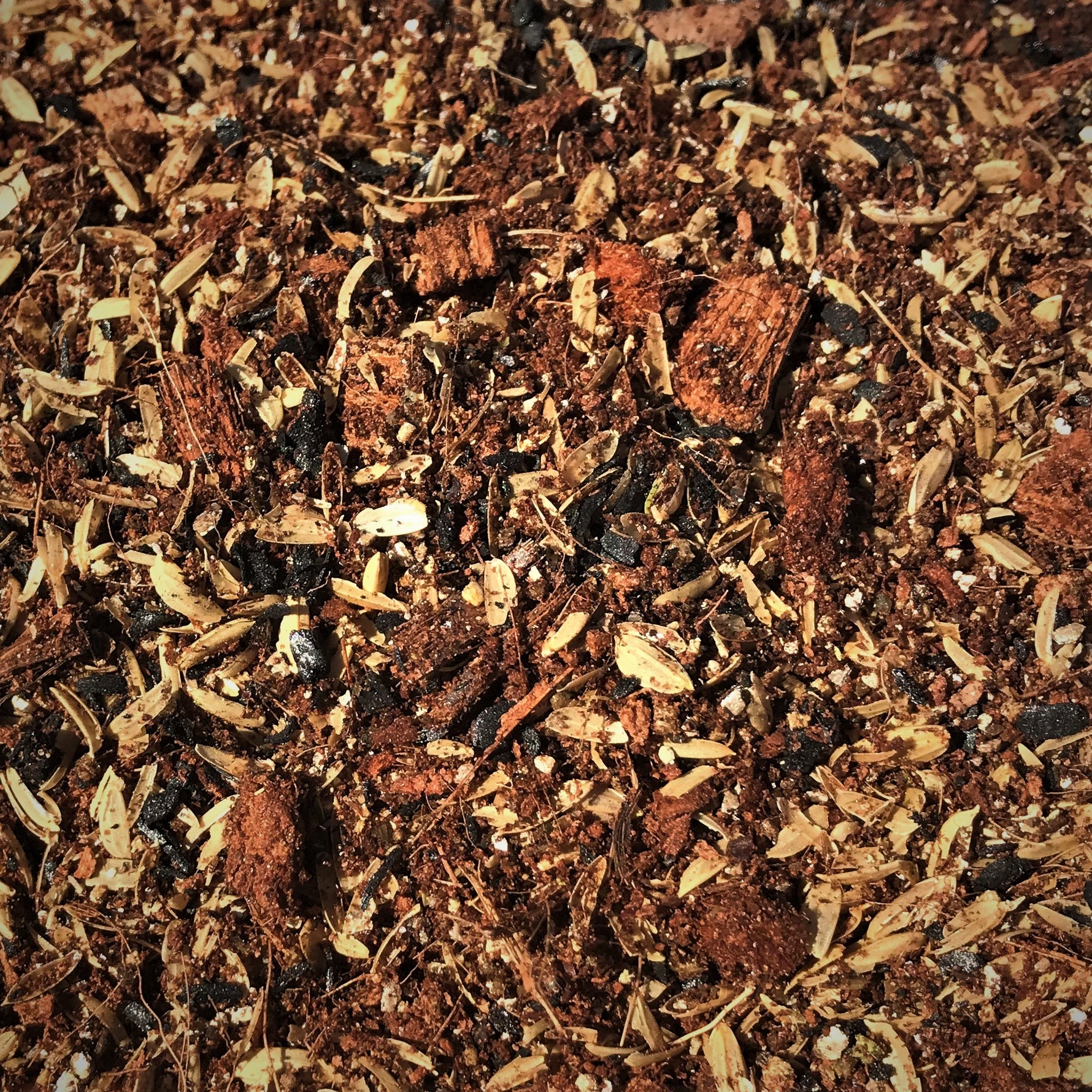 forest floor potting mix Rainforest Floor