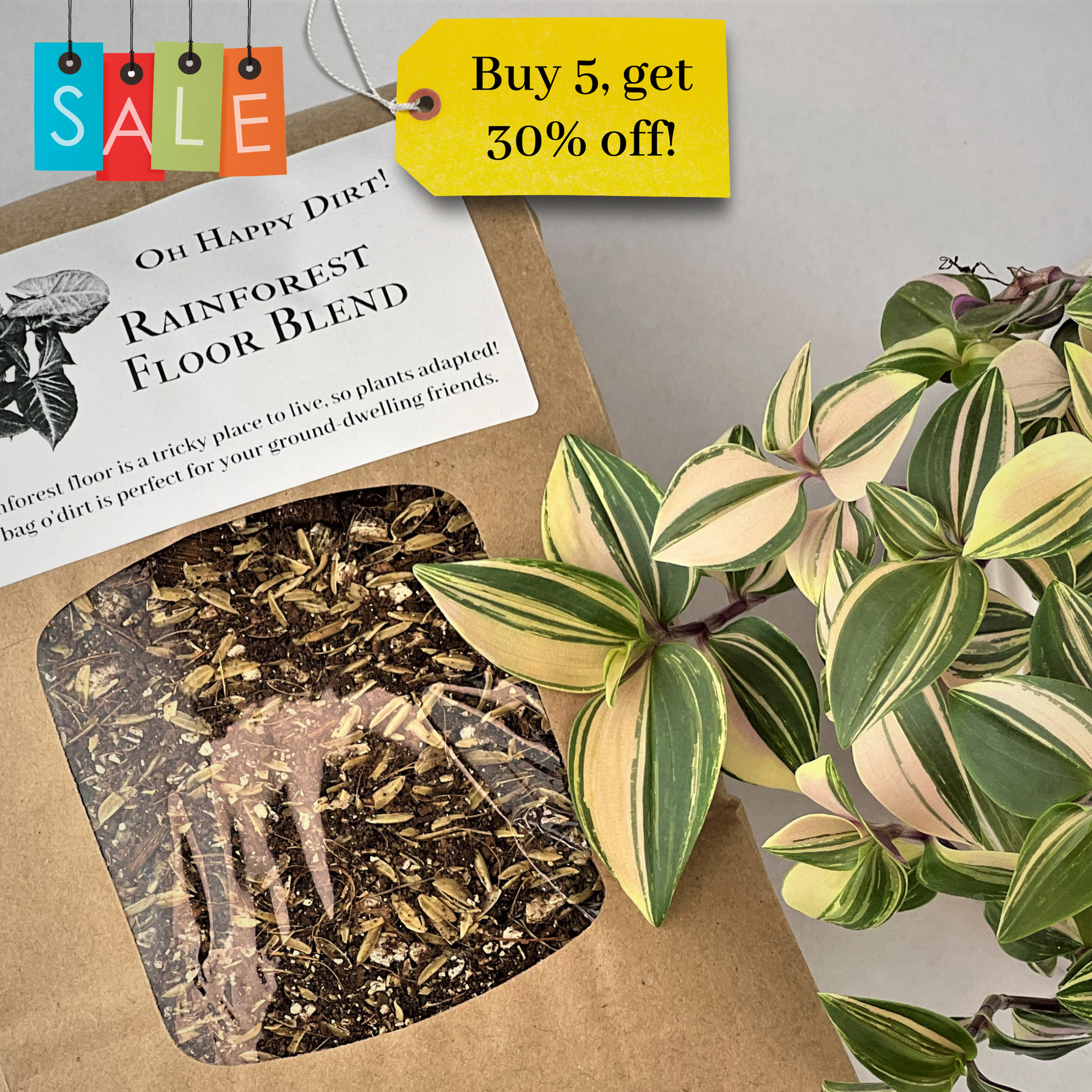 forest floor potting mix Rainforest Floor