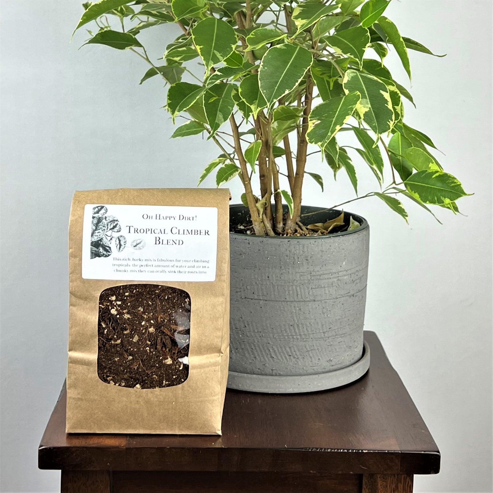 happy tree indoor plant Tropical Climber – Oh Happy Plants!