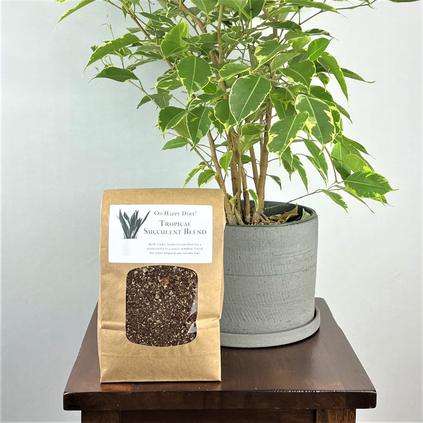 tropical house plant soil Tropical Succulent – Oh Happy Plants!