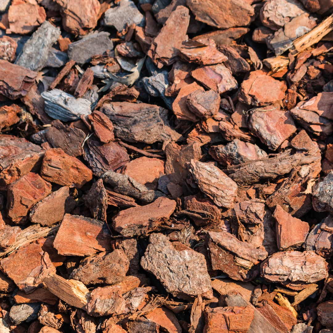 Pinus radiata Bark