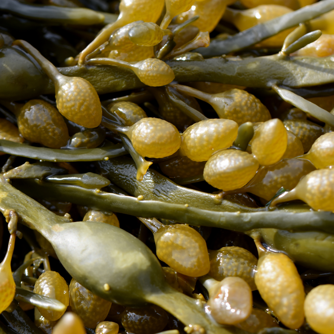 Kelp